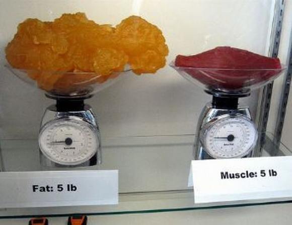 Name:  Fat and muscle..jpg
Views: 7020
Size:  27.6 KB