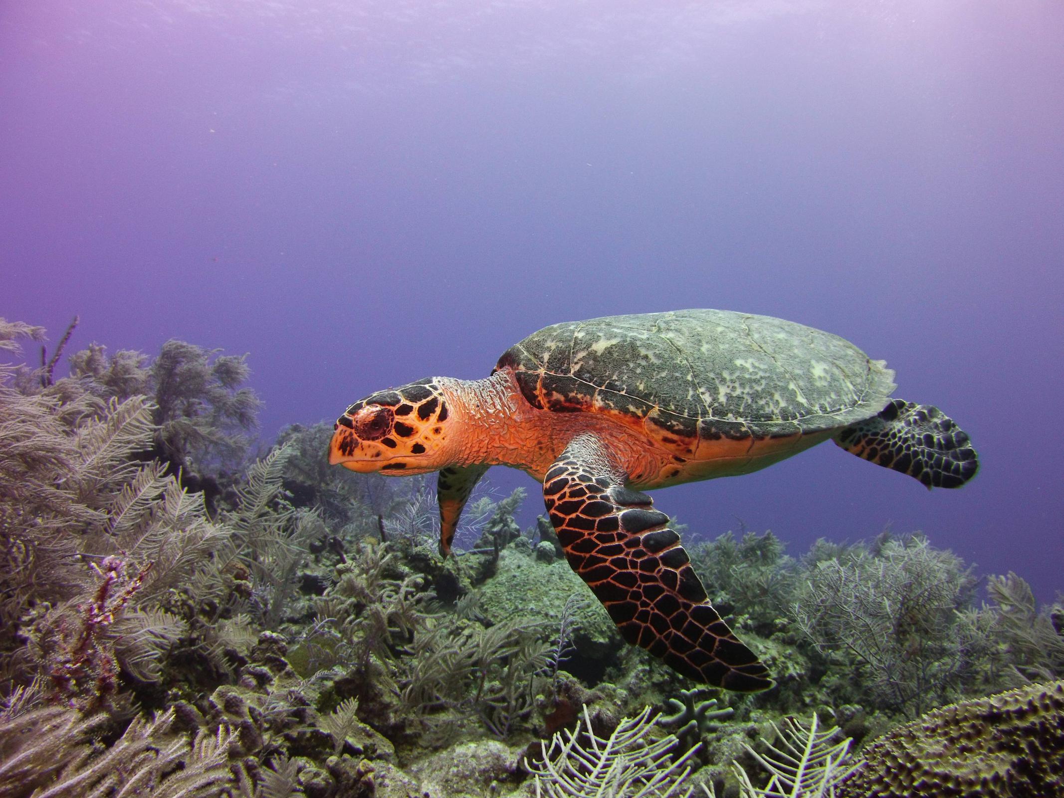 Name:  turtle15.jpg
Views: 973
Size:  451.9 KB