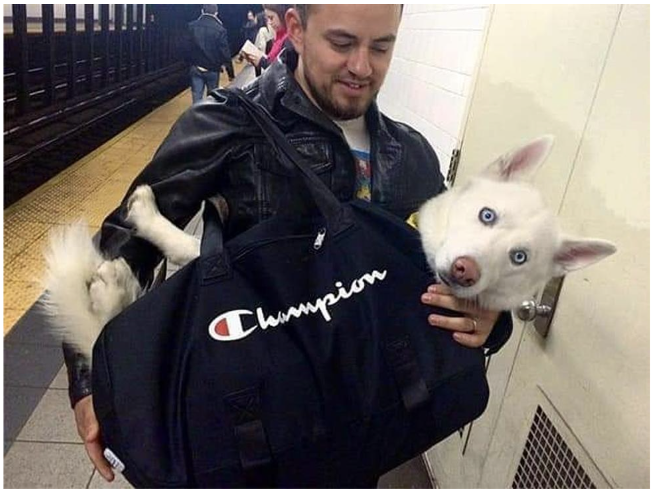 Name:  dog-subway.png
Views: 2149
Size:  1.81 MB