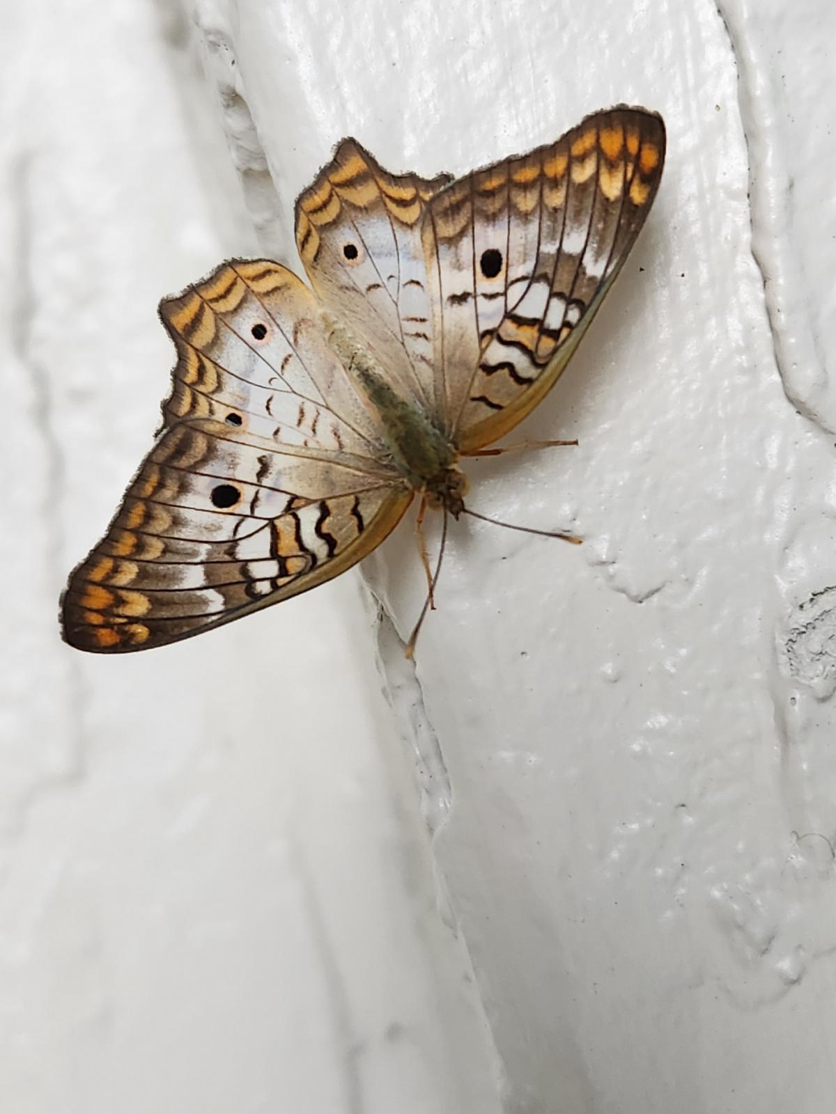 Name:  moth.jpg
Views: 1037
Size:  131.9 KB