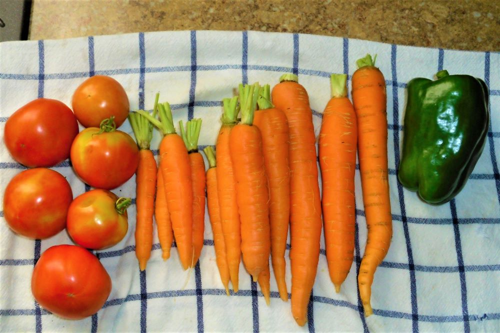 Name:  Veggies..jpg
Views: 550
Size:  113.6 KB