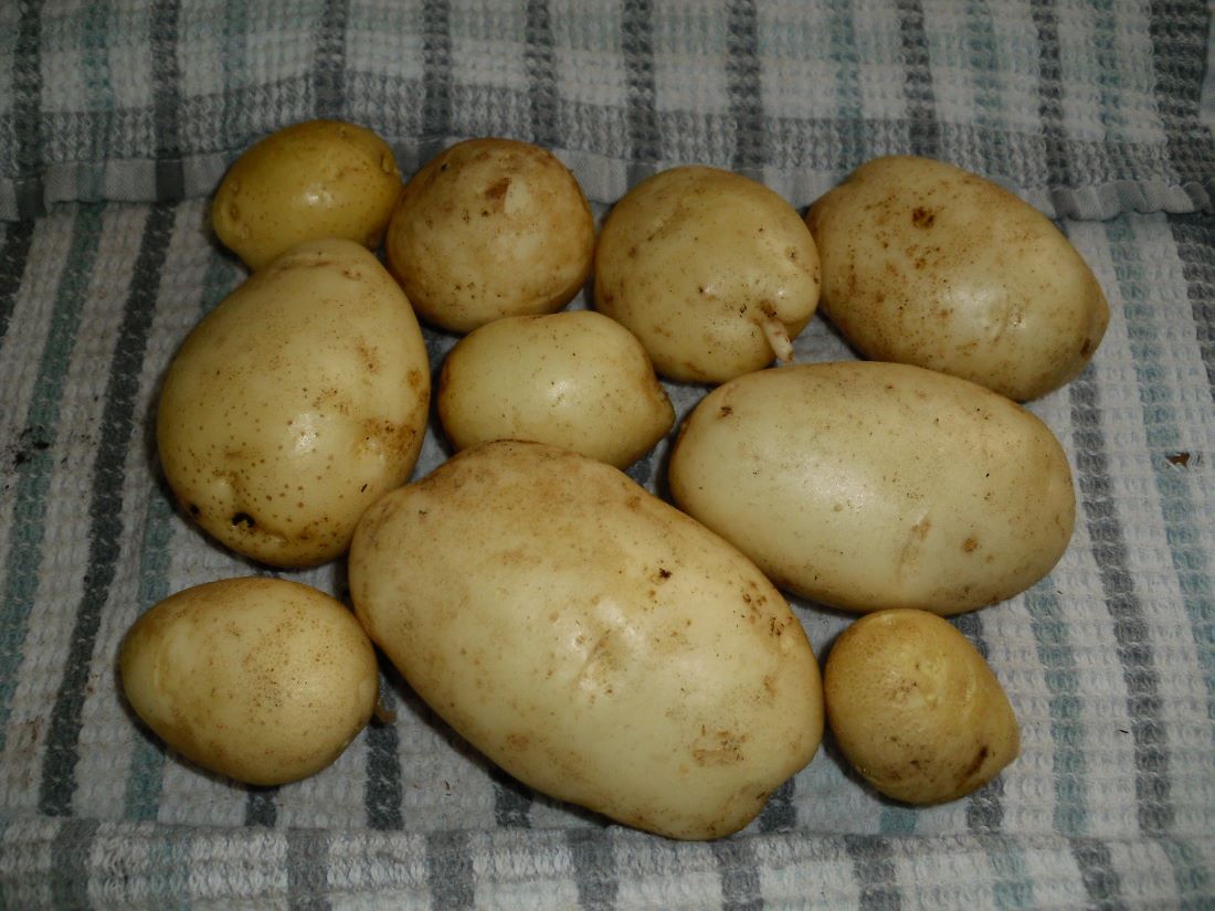 Name:  Potatoes.JPG
Views: 1268
Size:  134.7 KB