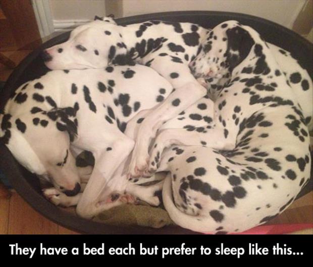 Name:  they-each-have-a-bed.jpg
Views: 551
Size:  48.3 KB