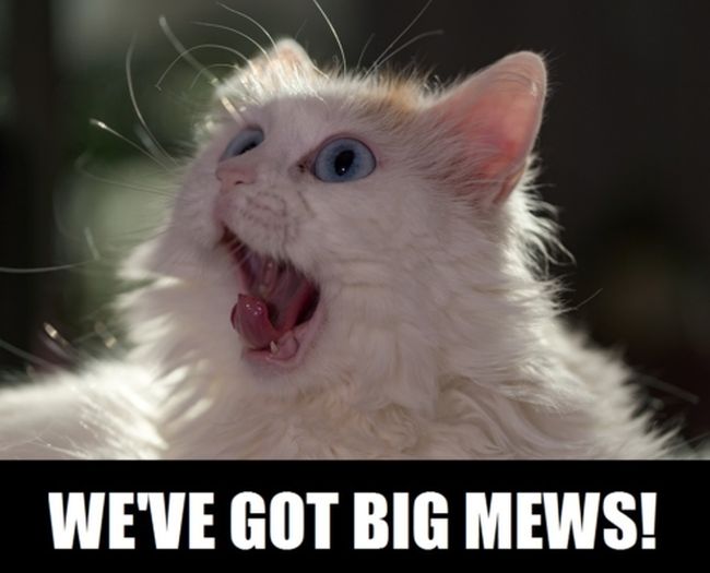 Name:  Big_Mews.jpg
Views: 568
Size:  34.9 KB