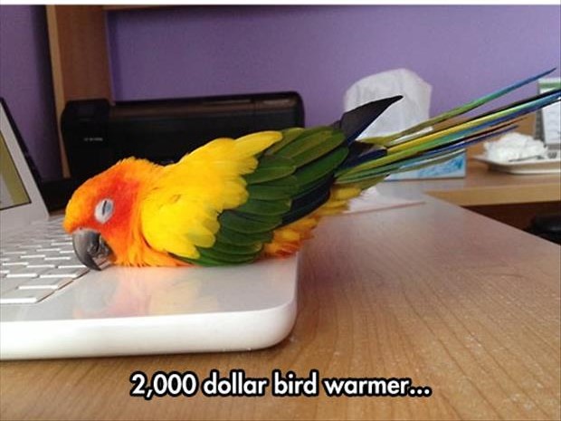 Name:  bird-warmer.jpg
Views: 811
Size:  57.9 KB