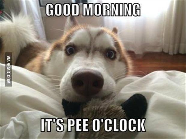 Name:  good-morning-dog.jpg
Views: 615
Size:  36.6 KB