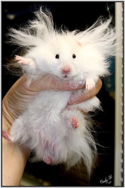 Name:  Hamster_Hair.jpg
Views: 324
Size:  51.9 KB