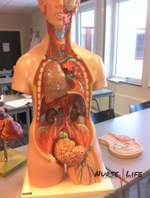 Name:  Anatomy 101..jpg
Views: 1148
Size:  117.2 KB