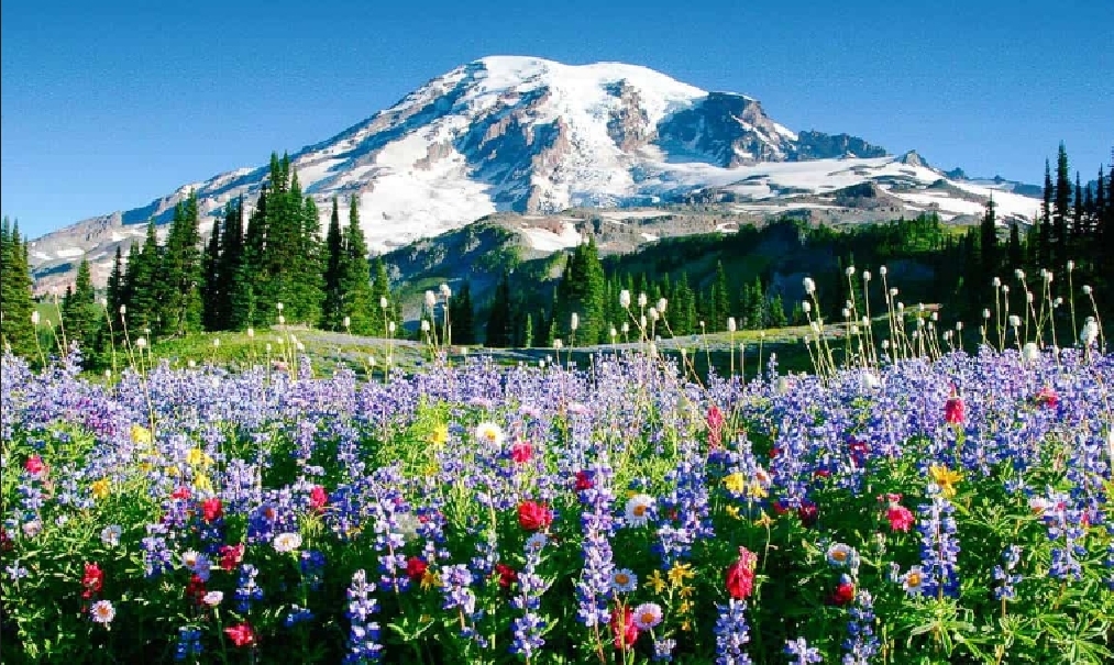 Name:  74b-Mt Rainier(10).jpg
Views: 344
Size:  676.2 KB