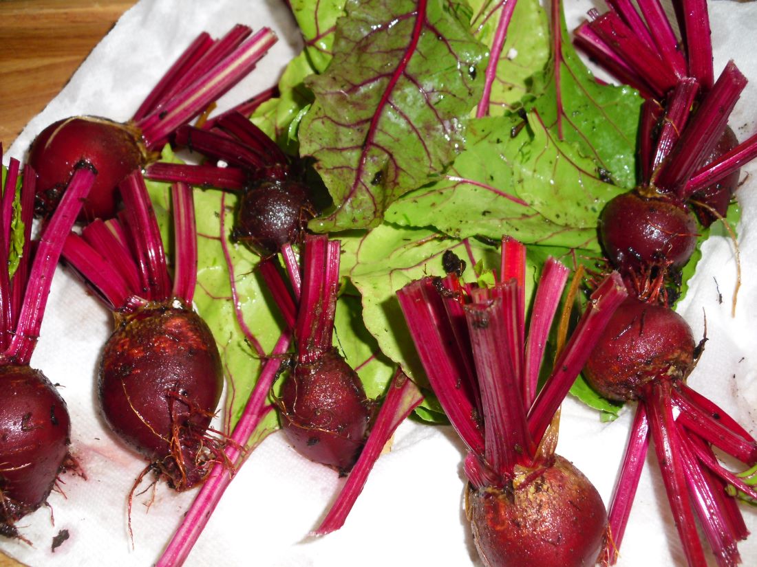 Name:  Beets..JPG
Views: 492
Size:  179.5 KB