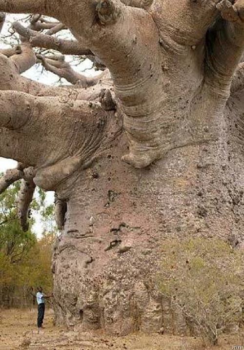 Name:  Baobab tree..jpg
Views: 283
Size:  100.8 KB