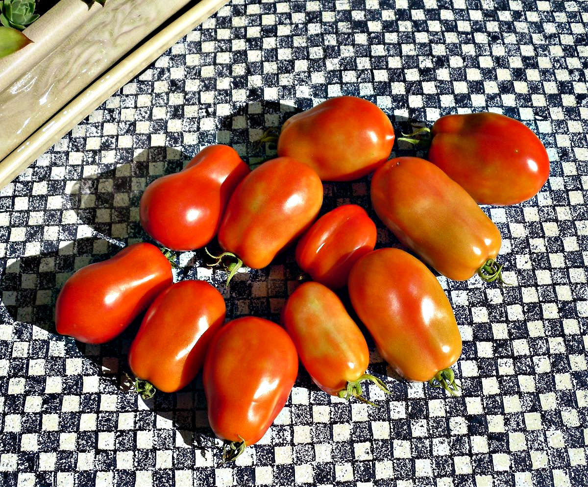 Name:  Tomatoes..jpg
Views: 108
Size:  456.6 KB