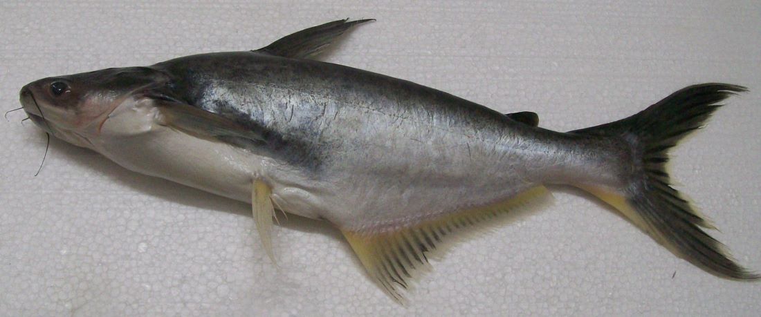 Name:  Pangasius filet.jpg
Views: 26
Size:  69.2 KB