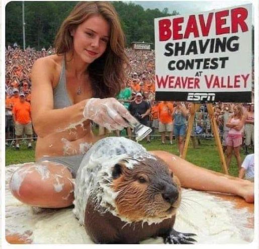 Name:  Beaver..jpg
Views: 533
Size:  56.4 KB