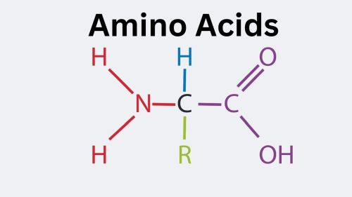 Name:  Amino_Acids.jpg
Views: 123
Size:  10.1 KB