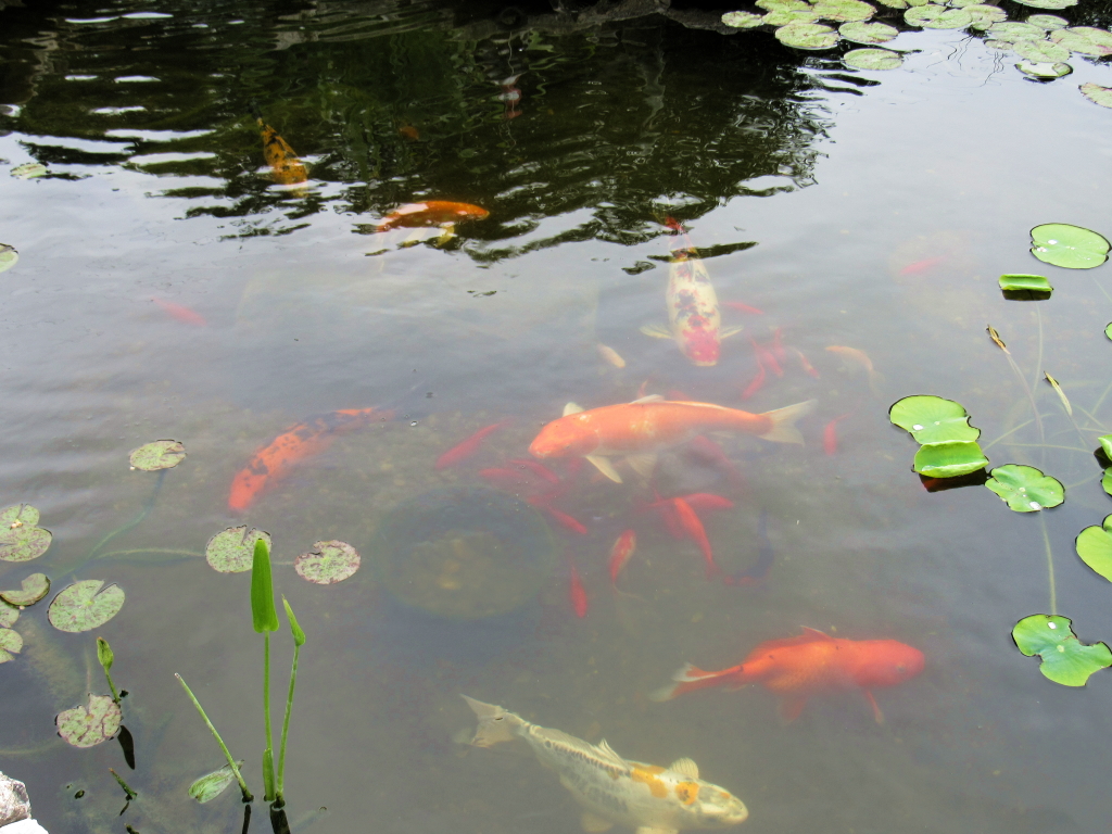 Name:  pond-fish.jpg
Views: 20352
Size:  648.7 KB