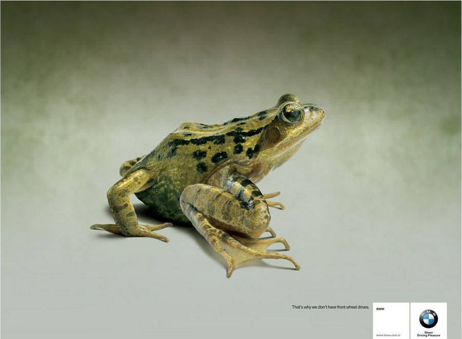 Name:  frog.jpg
Views: 4139
Size:  45.8 KB