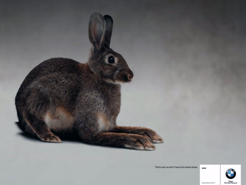 Name:  bunny.jpg
Views: 3961
Size:  55.3 KB