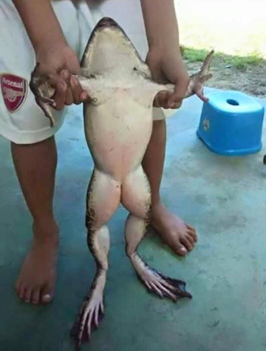 Name:  Frog..jpg
Views: 437
Size:  83.0 KB