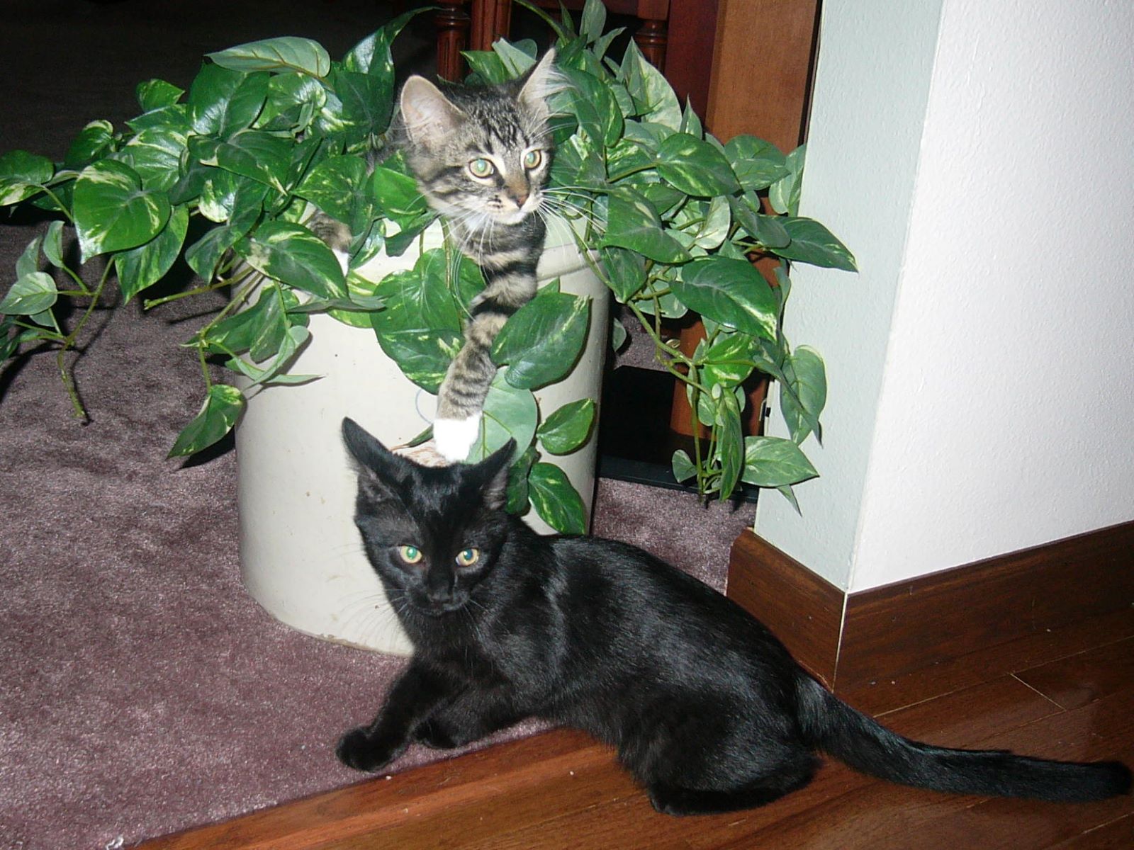 Name:  Tolouse and Allie kittens.jpg
Views: 329
Size:  311.0 KB