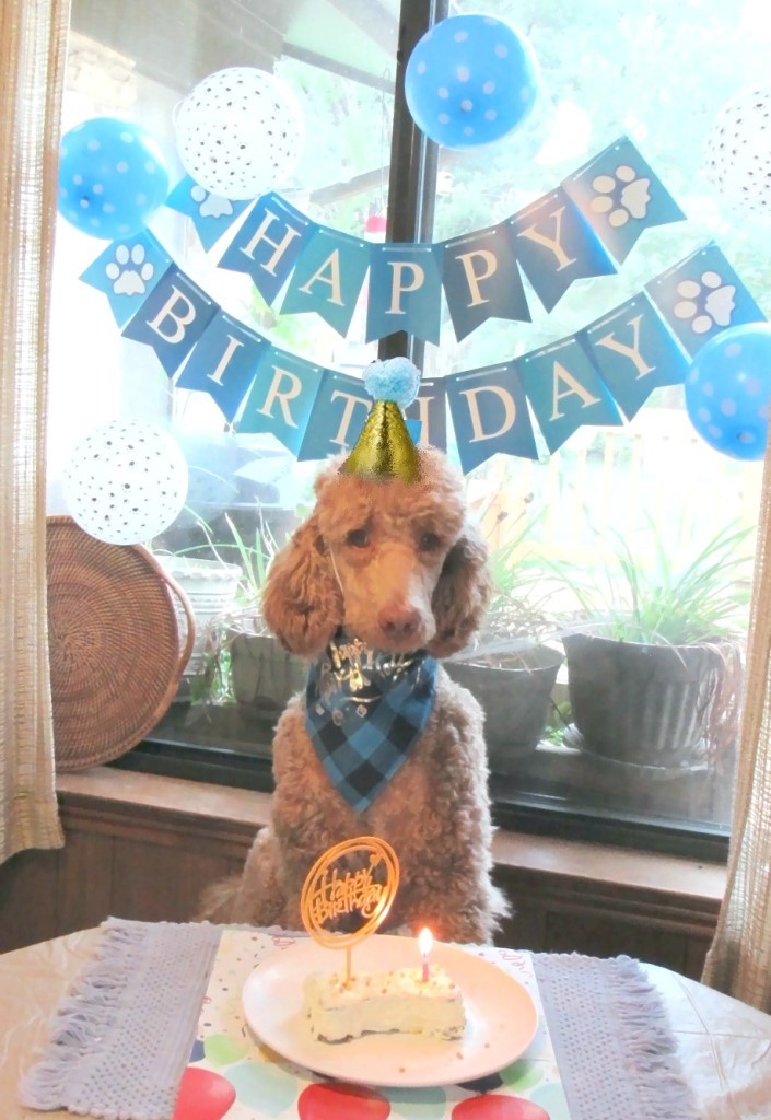 Name:  Shiloh-birthday2.JPG
Views: 1507
Size:  172.6 KB