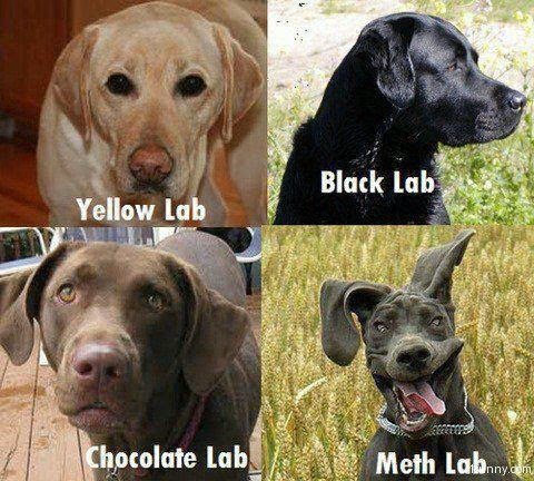 Name:  meth-lab-dog.png
Views: 748
Size:  495.1 KB