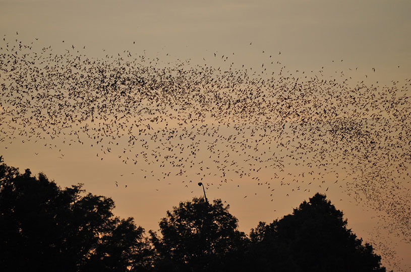 Name:  bats-in-trees-at-sunset.jpg
Views: 2542
Size:  126.8 KB