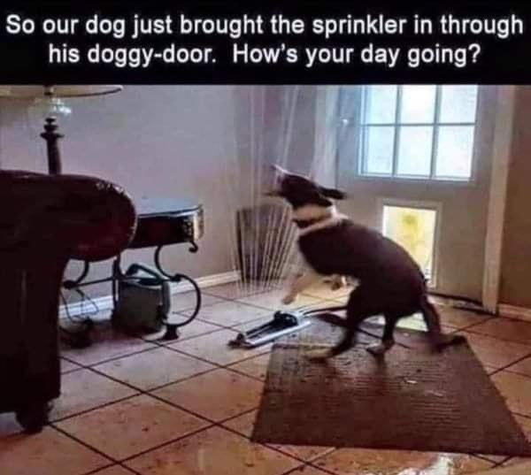 Name:  dog-sprinkler.jpg
Views: 1194
Size:  65.3 KB