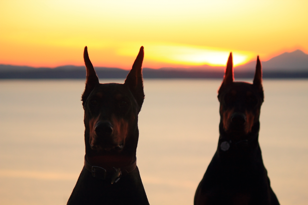 Name:  Dogs sunset.JPG
Views: 3757
Size:  335.8 KB