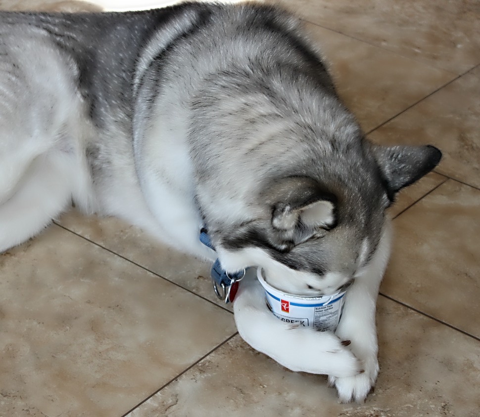 Name:  Yogurt.JPG
Views: 532
Size:  193.2 KB