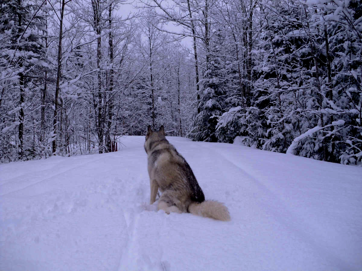 Name:  Snow dog. (1).jpg
Views: 1989
Size:  424.9 KB