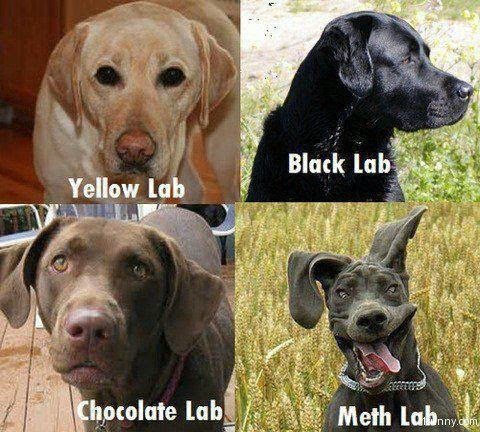 Name:  meth-lab-dog.png
Views: 740
Size:  495.1 KB