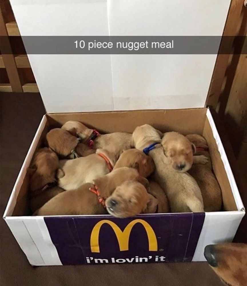 Name:  Puppies.jpg
Views: 988
Size:  332.3 KB